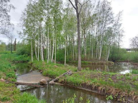 Kuvassa on keväinen koivikko sekä kiemurteleva oja, jossa on lahopuita. Taustalla näkyy maantiesilta. 