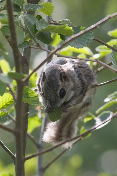 Kuvassa on liito-orava lepän oksalla. 