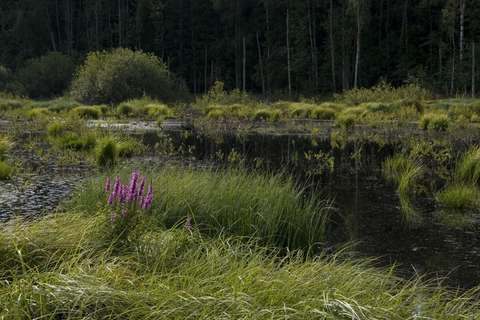 Kuvassa kesäinen kosteikko: lampi, ruohomättäitä ja kukkia. Taustalla tumma metsä.