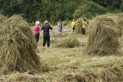Kuvassa ihmisiä, jotka niittävät ja kokoavat heinää seipäille.