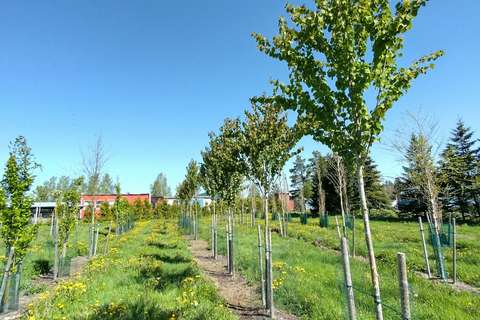 Rows of saplings growing in a field.