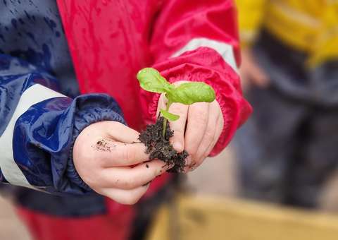 En liten planta i ett barns händer.