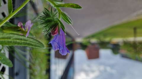 Lähikuva seinäkkeen metalliverkosta, josta kasvaa violetti kukka. Taustalla Otaniemen tiilirakennuksia.