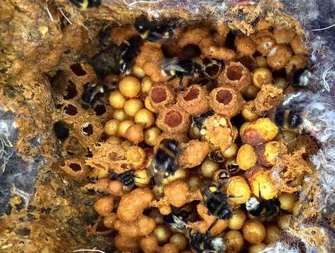 Närbild av humlor som bygger bo.  