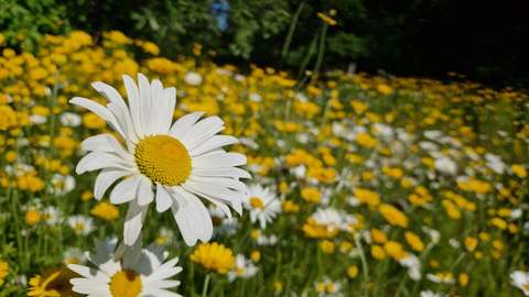  Närbild av en vit blomma och i bakgrunden en äng full av gula och vita blommor.
