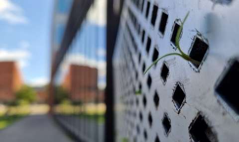 Närbild av en grön planta som växer ur en springa i en vägg för mångfaldig flora och fauna.