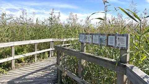 Korkean ruovikon keskellä pitkospuupolku ja sen kaiteessa kiinni luontopolkutaulu