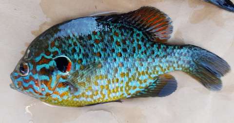 Värikäs kala, jossa on muun muassa sinisen, vihreän ja punaisen sävyjä.