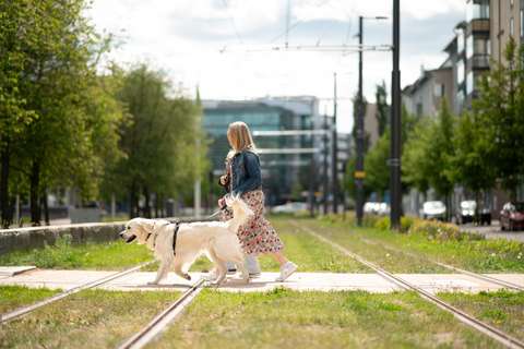 People and a dog crossing grass-covered light rail tracks.