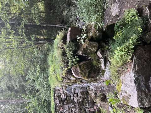 Muurinkivien päällä kasvaa monenlaista kasvillisuutta.