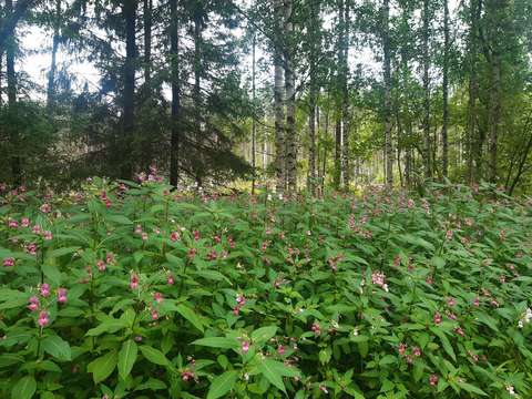 Pink Himalayan balsam blossoms. Forest in the background.