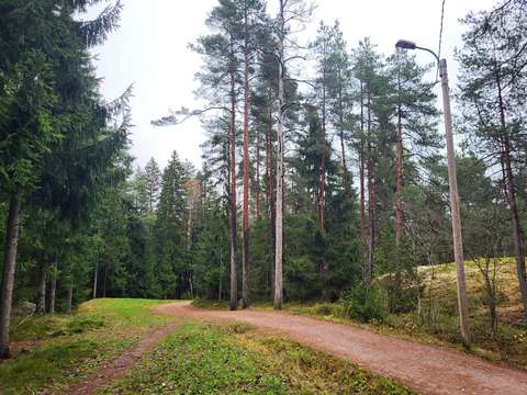 En skogsväg med sandunderlag, med gräsmattor och olika träd längs vägen.