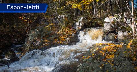 Ett höstligt skogslandskap med en liten fors som rinner mellan stenarna. På marken ligger gott om gula och orangea löv. I bakgrunden syns en tät skog med både löv- och barrträd.
