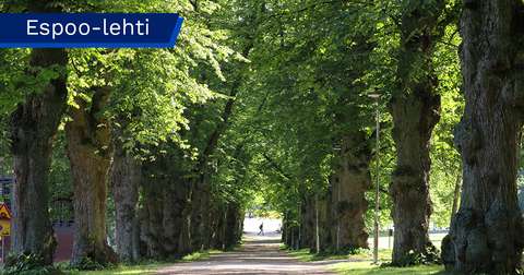 Oak trees line a narrow sandy road.