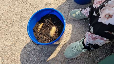 Sininen ämpäri, jossa on multaa ja pari siemenperunaa. Vieressä näkyy kukkahousuisen henkilön jalat.