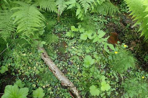 Lähteen pinnalla kasvaa paljon erilaisia kasveja.