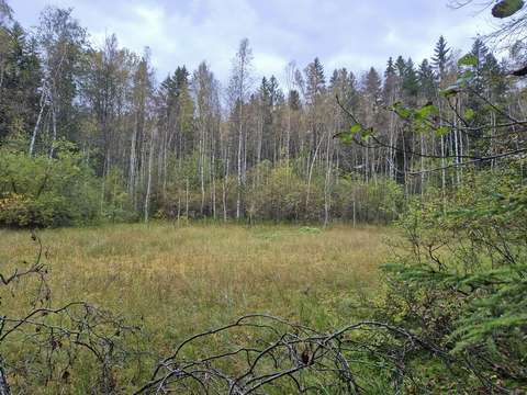 Suoalue metsässä. Taustalla puita, etualalla puiden oksia.