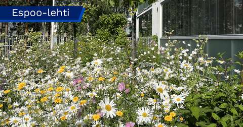 Meadow flowers in the yard of a residential building.