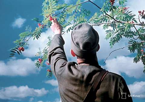 Sotilaspukuinen ihminen kurottaa pihlajanmarjaa puusta. 