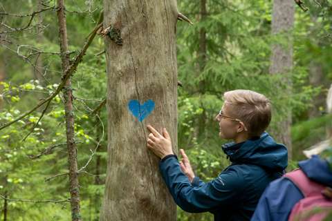 Metsäinen kuva, jossa puu ja retkeilijä. Kuva on otettu Olarin terveysluontopolulla. 