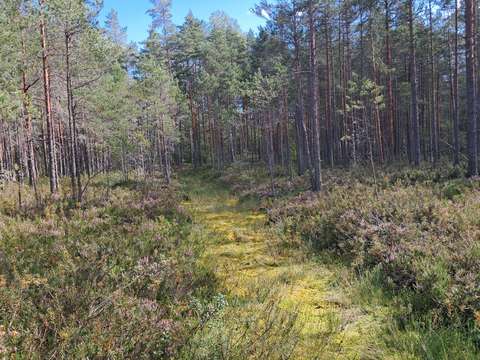 Vehreää metsää
