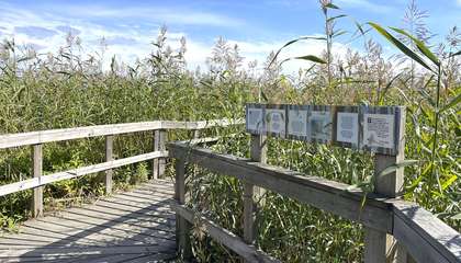 Korkean ruovikon keskellä pitkospuupolku ja sen kaiteessa kiinni luontopolkutaulu